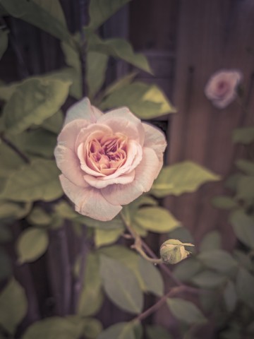 The earth smiles in flowers