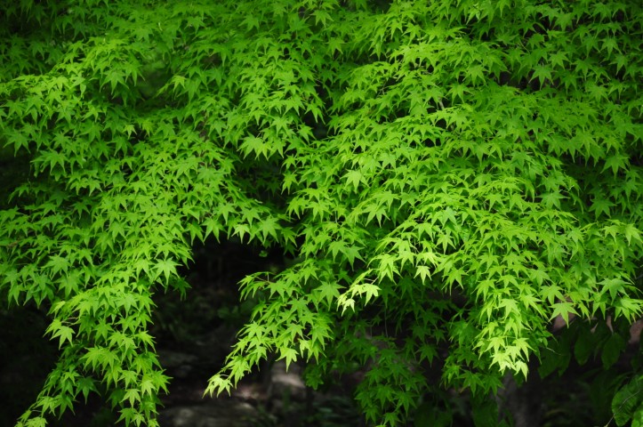 Sophistication of green